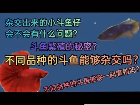 斗鱼斗鱼争议不断的原因是什么？